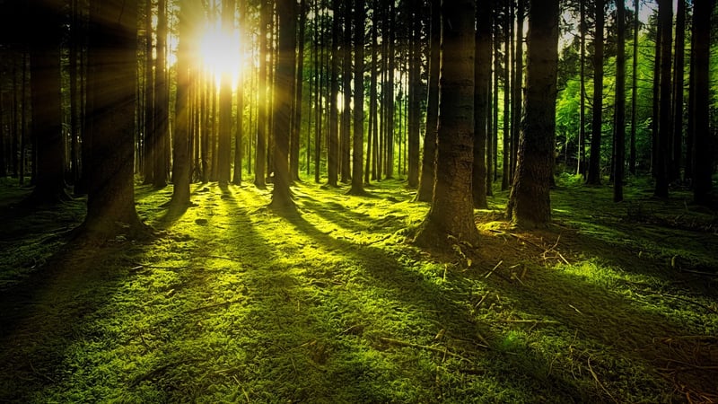 Forest Glade